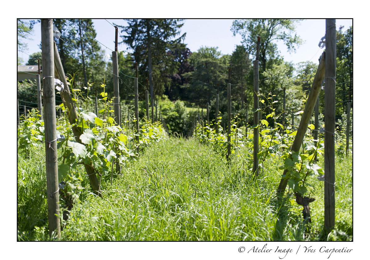 Vignoble Septem Triones de Jean Galler